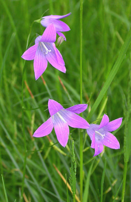 Wiesenglockenblume_17.5.09.jpg