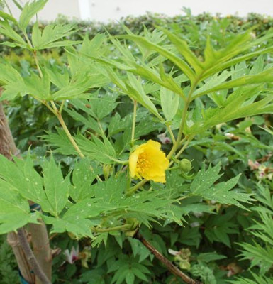 P._delavayi_f._lutea_0010__46208.jpg