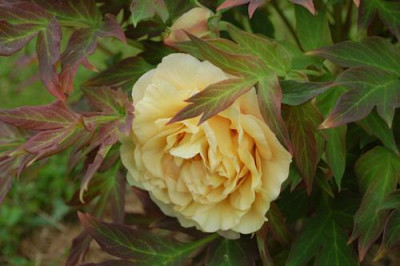 Age_of_Gold_0010__46049.jpg