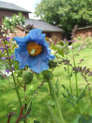 papaver_meconopsis.jpg