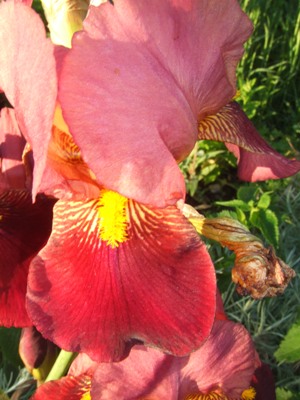 iris_122.jpg