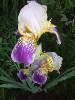 iris_103.jpg