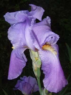 iris_120.jpg