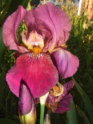 iris_124.jpg
