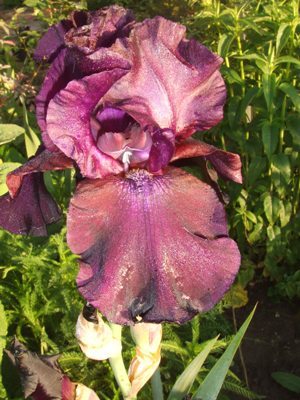 iris_101.jpg