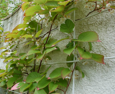 Actinidia_kolomicta_0010__46250.jpg