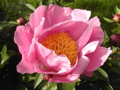 Paeonia_lactiflora_Holbein.jpg