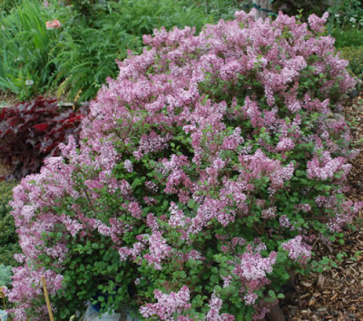 Syringa_meyeri_Palibin_0010_46215.jpg