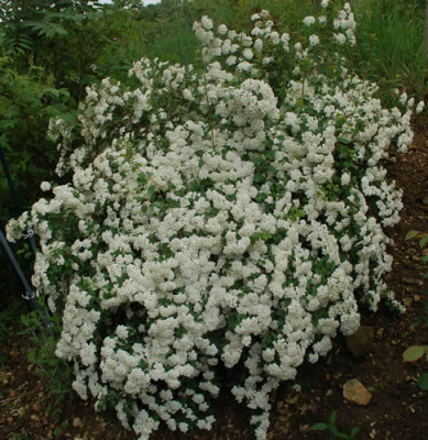 Spirea_vanhouttei_0010__46188.jpg