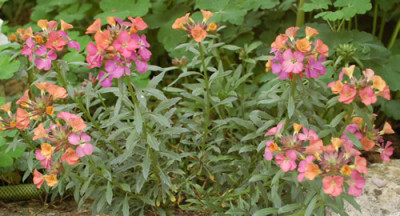 Erysimum_latifolium_Constant_Cheer_0010__46237.jpg