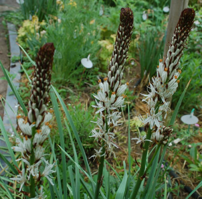Asphodelus_albus_0010__46218.jpg
