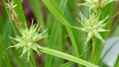 Carex_grayi_0010__46152.jpg