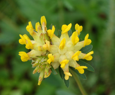 Anthyllis_vulneraria_0010__46176.jpg