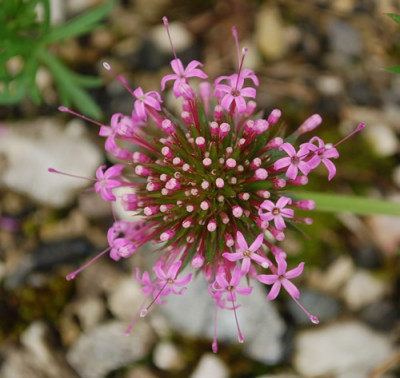 Phuopsys_stylosa_0010__46179.jpg