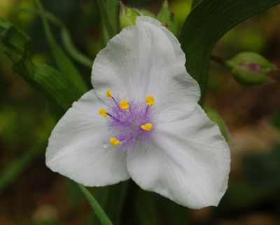 Tradescantia_x_andersoniana_Osprey_0010__46158.jpg