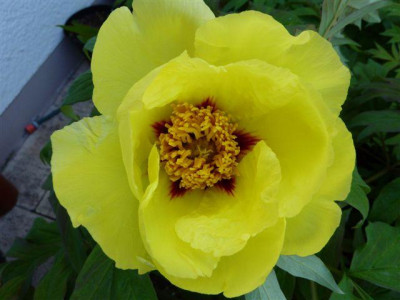 canary_2009.jpg