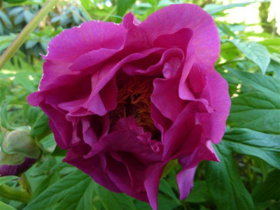 D.H.Lawrence-1-2009.jpg