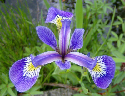 iris-ensata-180509.jpg