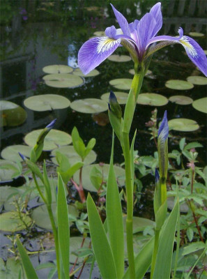 iris-ensata2-180509.jpg
