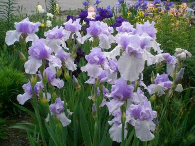 spelebas6clump.JPG