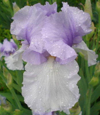 spelebas6.JPG
