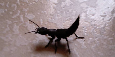 ocypus_olens.jpg