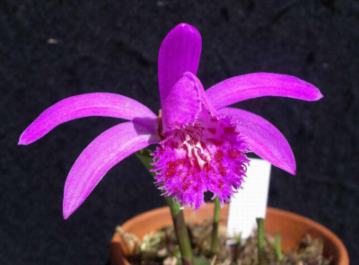 Pleione_formosana_Achievement_2009-05-17.JPG