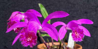 Pleione_Berapi_Purple_Sandpiper_2009-05-17.JPG
