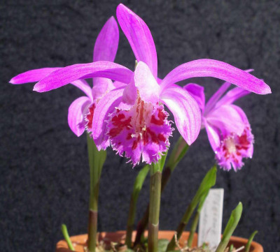 Pleione_Sorea_2009-05-17.JPG