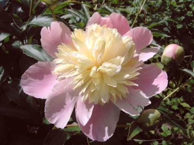 Paeonia_ACR2004.jpg