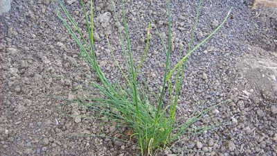 Allium_vineale_002_k.jpg