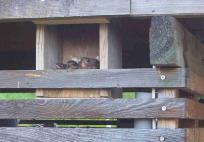 amseln01.jpg