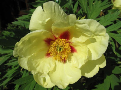 Paeonia_Golden_Bowl_-_Saunders_04811.jpg