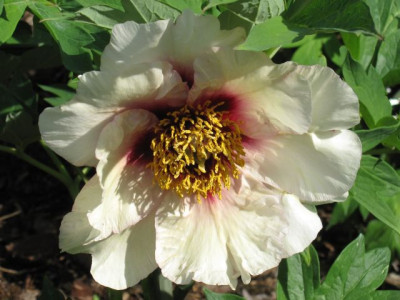 Paeonia_Clytie_-_Daphnis_04861.jpg