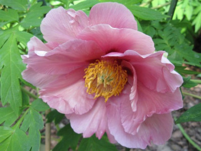 Paeonia_Mystery_-_Saunders_04761.jpg