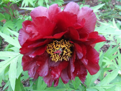 Paeonia_Kronos_-_Daphnis_04781.jpg