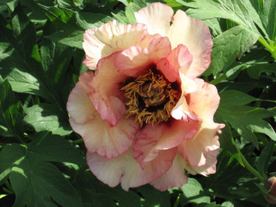 Paeonia_Terpsichore_-_Daphnis_lerb_04881.jpg