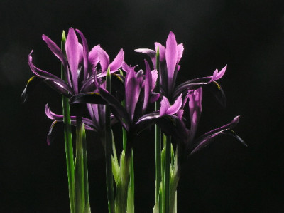 Iris-Feb-2.jpg