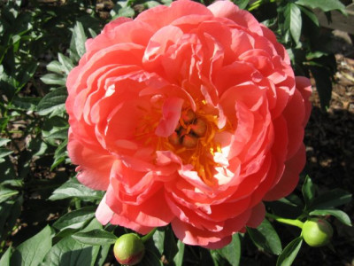 Paeonia_Coral_Supreme_04921.jpg