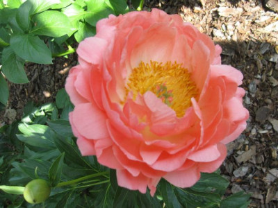 Paeonia_Coral_Supreme_04931.jpg