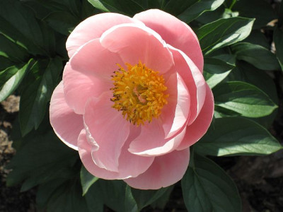 Paeonia_Salmon_Dream_04901.jpg