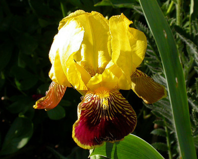 Nachbars-Iris_1_18.5.09.jpg