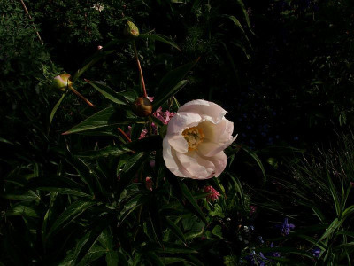 white_innocence2009.jpg