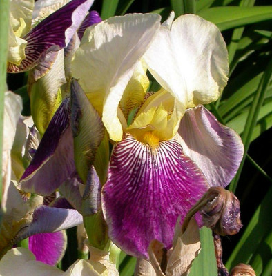 Nachbars-Iris_3_18.5.09.jpg