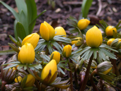 Eranthis-x-tubergenii-1.jpg