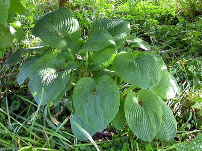 Unbekannte_Hosta_1.1_18.5.09.jpg