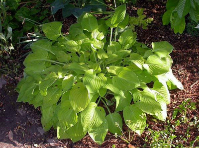 Unbekannte_Hosta_2.1_18.9.09.jpg