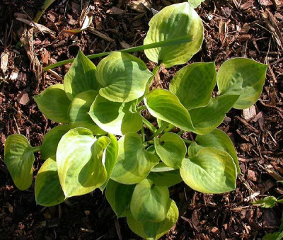 Unbekannte_Hosta_3.1_18.5.09.jpg