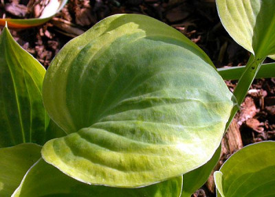 Einzelblatt_3.2_18.5.09.jpg