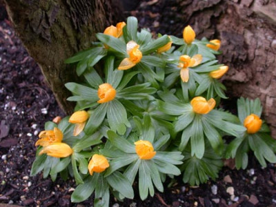 Eranthis_Orange_Glow.jpg
